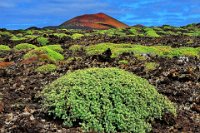 146 - LIFE ON THE VOLCANOES NR 2 - TOMELLERI GIUSEPPE - italy